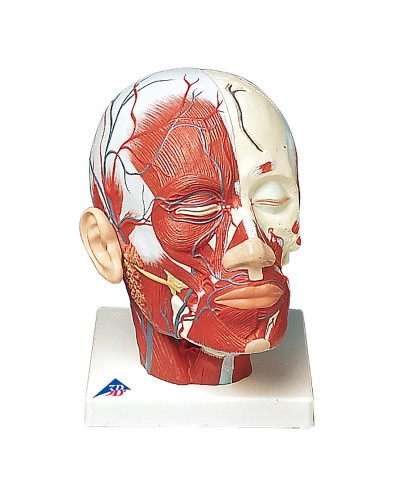 Head Musculature additionally with Blood Vessels